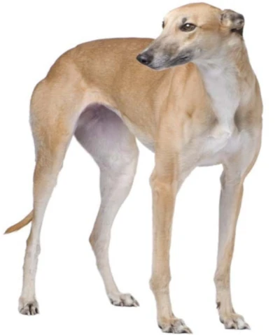 Chien Greyhound