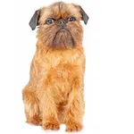 Wirehaired Belgian Griffon : A faithful and affectionate companion, find the dog that suits you