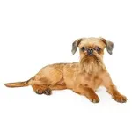Brussels Griffon : A faithful and affectionate companion, find the dog that suits you