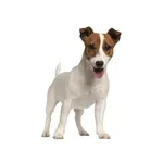 Jack Russell Terrier : A faithful and affectionate companion, find the dog that suits you