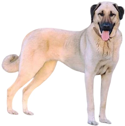 Kangal Américain : Un compagnon fidèle et affectueux, trouvez ici le chien qui vous correspond