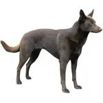 Kelpie : Comportement, Soins et Caractéristiques