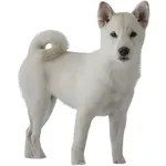 Kishu : Comportement, Soins et Caractéristiques