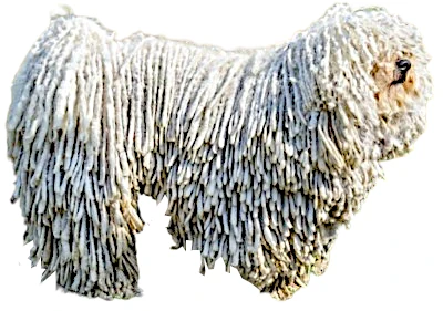 Komondor ou Berger Hongrois