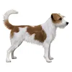 Kromfohrländer : A faithful and affectionate companion, find the dog that suits you