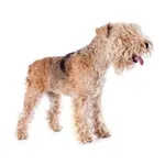 Lakeland Terrier : A faithful and affectionate companion, find the dog that suits you