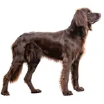 Langhaar ou Chien d’Arrêt Allemand à poil long : Comportement, Soins et Caractéristiques