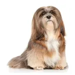 Lhassa Apso : A faithful and affectionate companion, find the dog that suits you