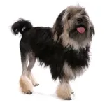 Löwchen : A faithful and affectionate companion, find the dog that suits you