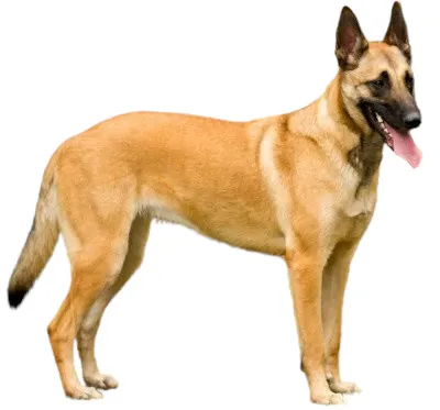 Dog Malinois or Belgian Shepherd