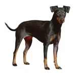 Manchester Terrier : A faithful and affectionate companion, find the dog that suits you