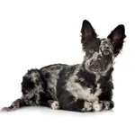 Mudi : A faithful and affectionate companion, find the dog that suits you