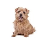 Norfolk Terrier : A faithful and affectionate companion, find the dog that suits you