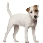 Parson Russell Terrier : A faithful and affectionate companion, find the dog that suits you