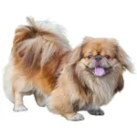 Pekingese : A faithful and affectionate companion, find the dog that suits you