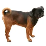 Petit Brabancon : A faithful and affectionate companion, find the dog that suits you