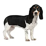 Small Swiss Hound : A faithful and affectionate companion, find the dog that suits you