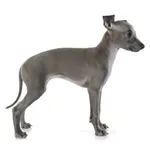 Italian Greyhound : A faithful and affectionate companion, find the dog that suits you