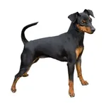 Miniature Pinscher : A faithful and affectionate companion, find the dog that suits you