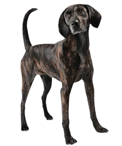 Plott Hound : Un compagnon fidèle et affectueux, trouvez ici le chien qui vous correspond