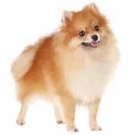 Pomeranian : A faithful and affectionate companion, find the dog that suits you