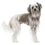 Powder-Puff : A faithful and affectionate companion, find the dog that suits you