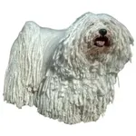 Puli : A faithful and affectionate companion, find the dog that suits you