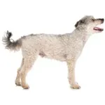Pumi : A faithful and affectionate companion, find the dog that suits you