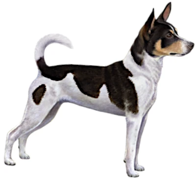 Rat Terrier: Behavior, Care and Characteristics