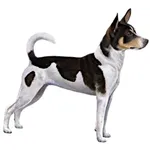Rat Terrier : A faithful and affectionate companion, find the dog that suits you