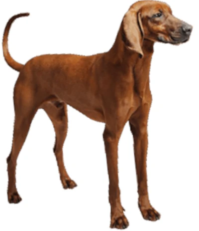 Redbone Coonhound : Un compagnon fidèle et affectueux, trouvez ici le chien qui vous correspond