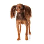 Russkiy Toy : A faithful and affectionate companion, find the dog that suits you