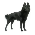 Schipperke : A faithful and affectionate companion, find the dog that suits you