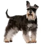 Miniature Schnauzer : A faithful and affectionate companion, find the dog that suits you