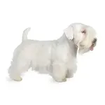 Sealyham Terrier : A faithful and affectionate companion, find the dog that suits you