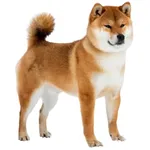 Shiba Inu : A faithful and affectionate companion, find the dog that suits you