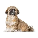 Shih Tzu : A faithful and affectionate companion, find the dog that suits you