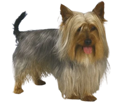 Silky Terrier Australien