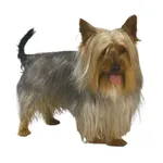 Silky Terrier Australiano: Comportamiento, cuidados y características