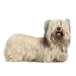 Skye Terrier : A faithful and affectionate companion, find the dog that suits you