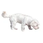 Dutch Smoushond : A faithful and affectionate companion, find the dog that suits you