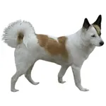 Norrbotten Spitz : A faithful and affectionate companion, find the dog that suits you