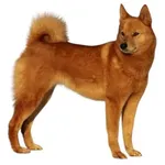 Finnish Spitz : A faithful and affectionate companion, find the dog that suits you