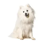 Japanese Spitz : A faithful and affectionate companion, find the dog that suits you