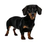 Dachshund : A faithful and affectionate companion, find the dog that suits you