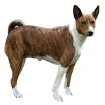 Telomian : A faithful and affectionate companion, find the dog that suits you