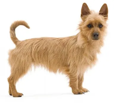 Dog Australian Terrier