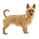 Australian Terrier : A faithful and affectionate companion, find the dog that suits you
