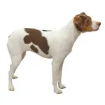 Brazilian Terrier : A faithful and affectionate companion, find the dog that suits you