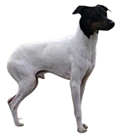 Chilean Terrier: Behavior, Care and Characteristics